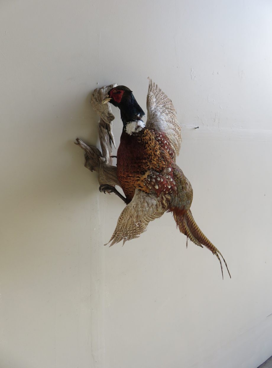 Pheasant Life Size Taxidermy Mount T P Mounts For Sale