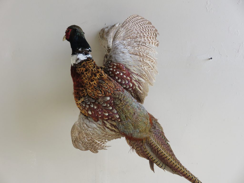 Pheasant Life Size Taxidermy Mount T 105P Mounts For Sale