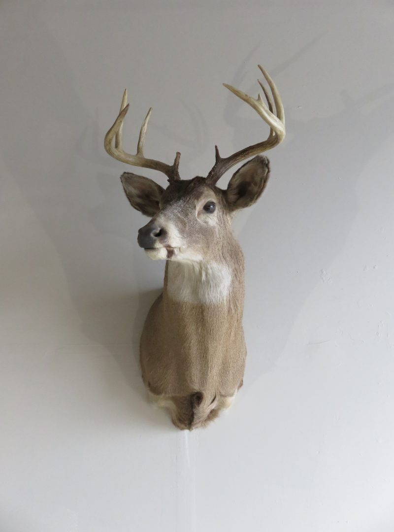 Taxidermy Big Game Species – Mounts For Sale