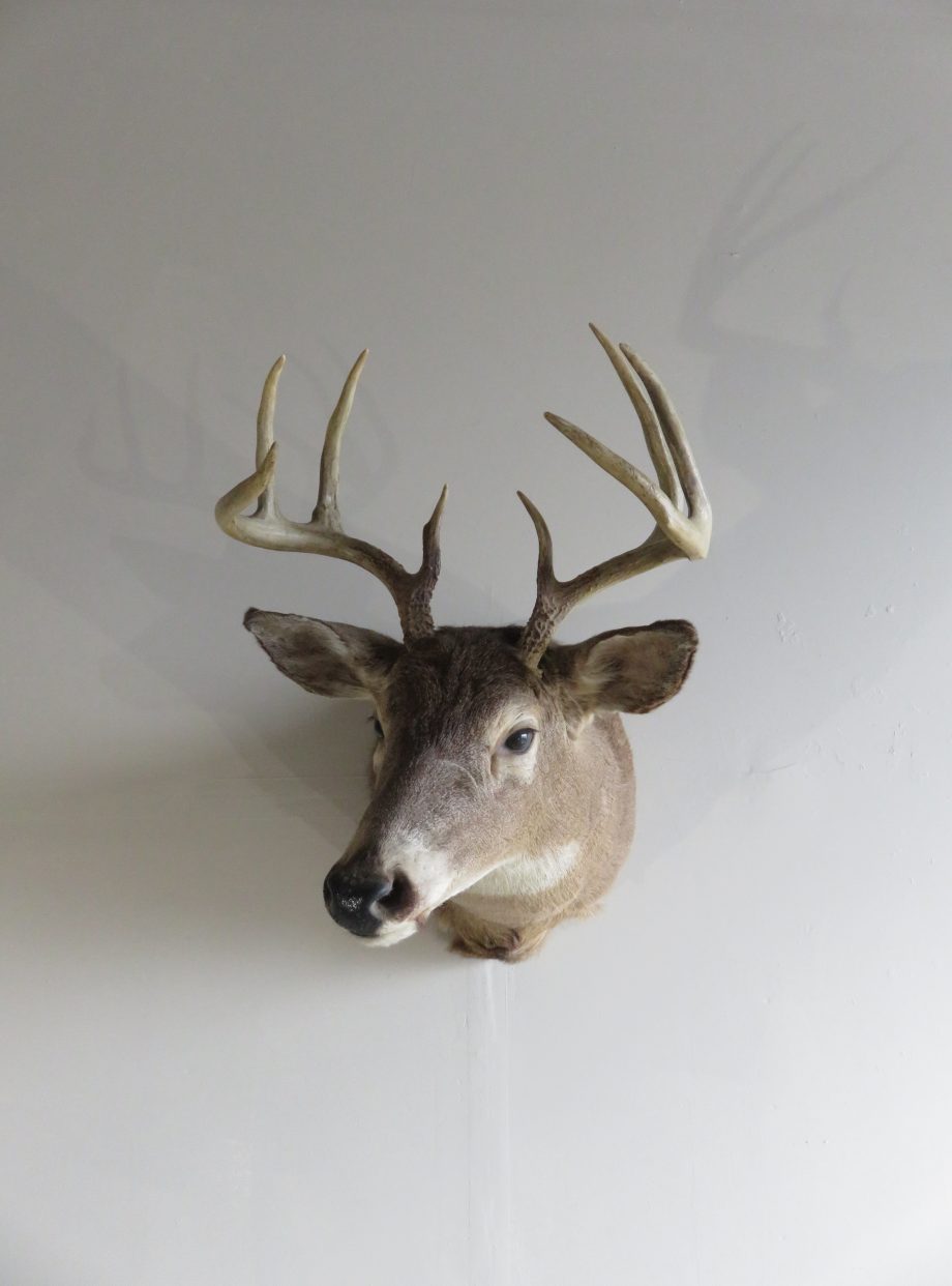 Whitetail Taxidermy Shoulder Mount for sale. DW-108 – Mounts For Sale