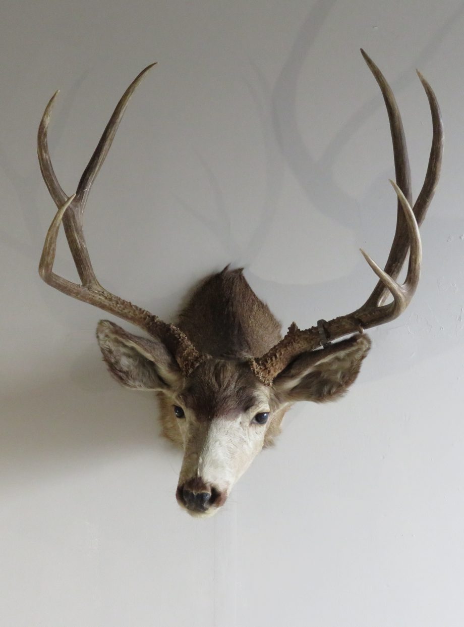 Mule Deer Taxidermy Shoulder Mount for sale. DM-110 – Mounts For Sale