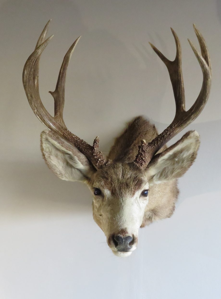 Mule Deer Taxidermy Shoulder Mount for sale. DM-112 – Mounts For Sale