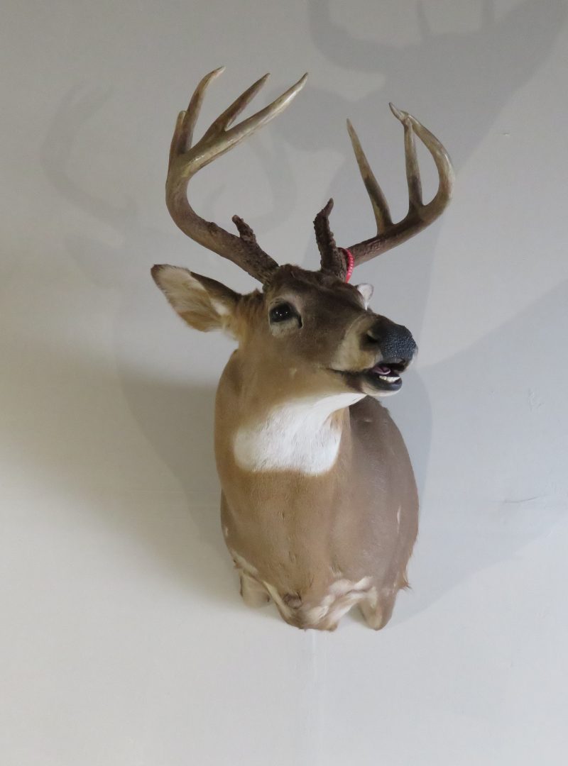 Whitetail Deer Shoulder Mount DW113 Mounts For Sale