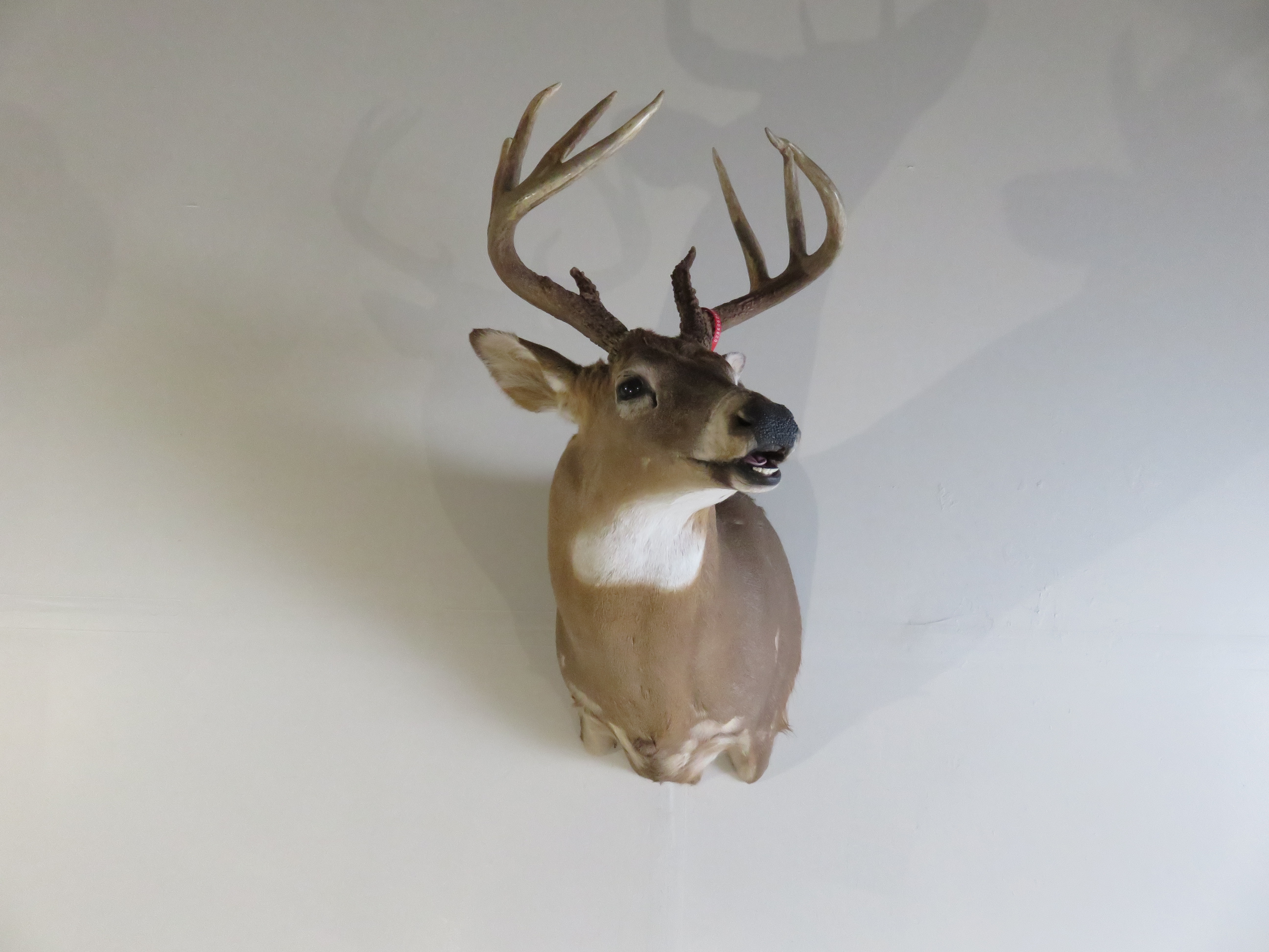 Whitetail deer mount by St. Pierre's Taxidermy in Vestal, NY. The  white-tailed deer, also known as the whitetail, is a med… | Taxidermy,  Whitetail deer, Deer mounts