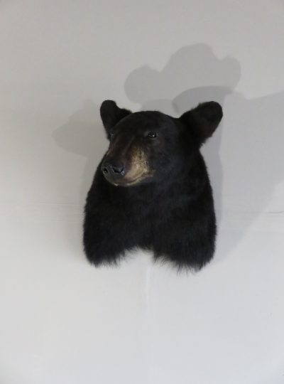 black bear mounts price