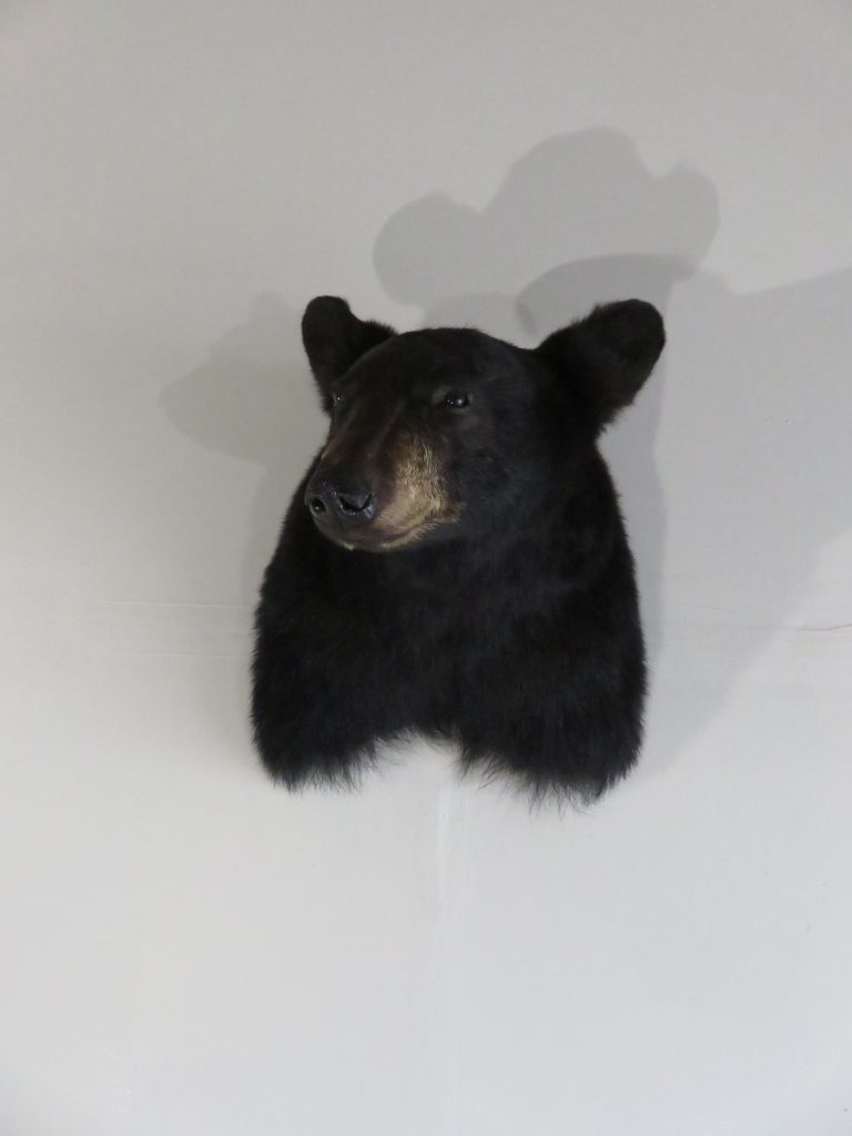 black bear shoulder mount price