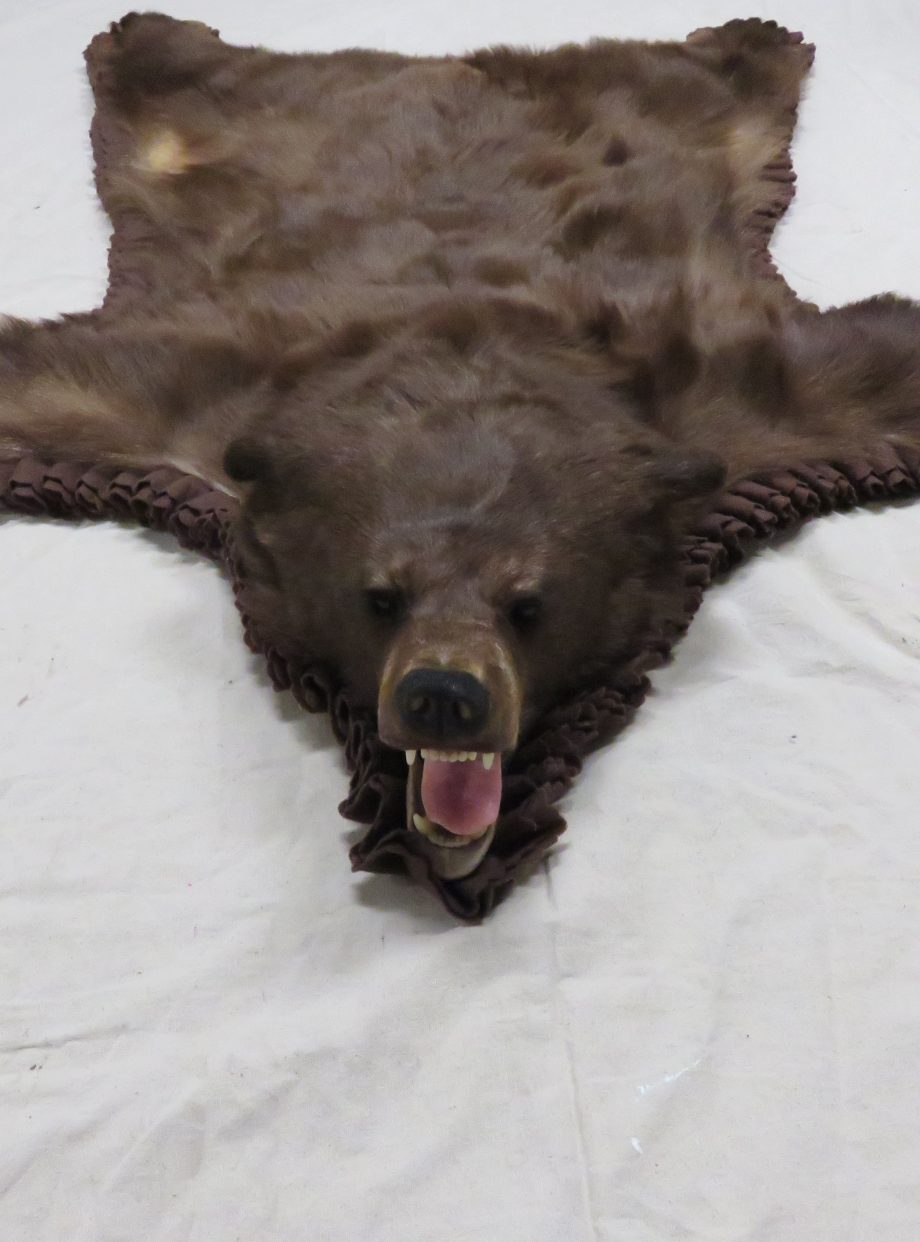 bear rugs taxidermy