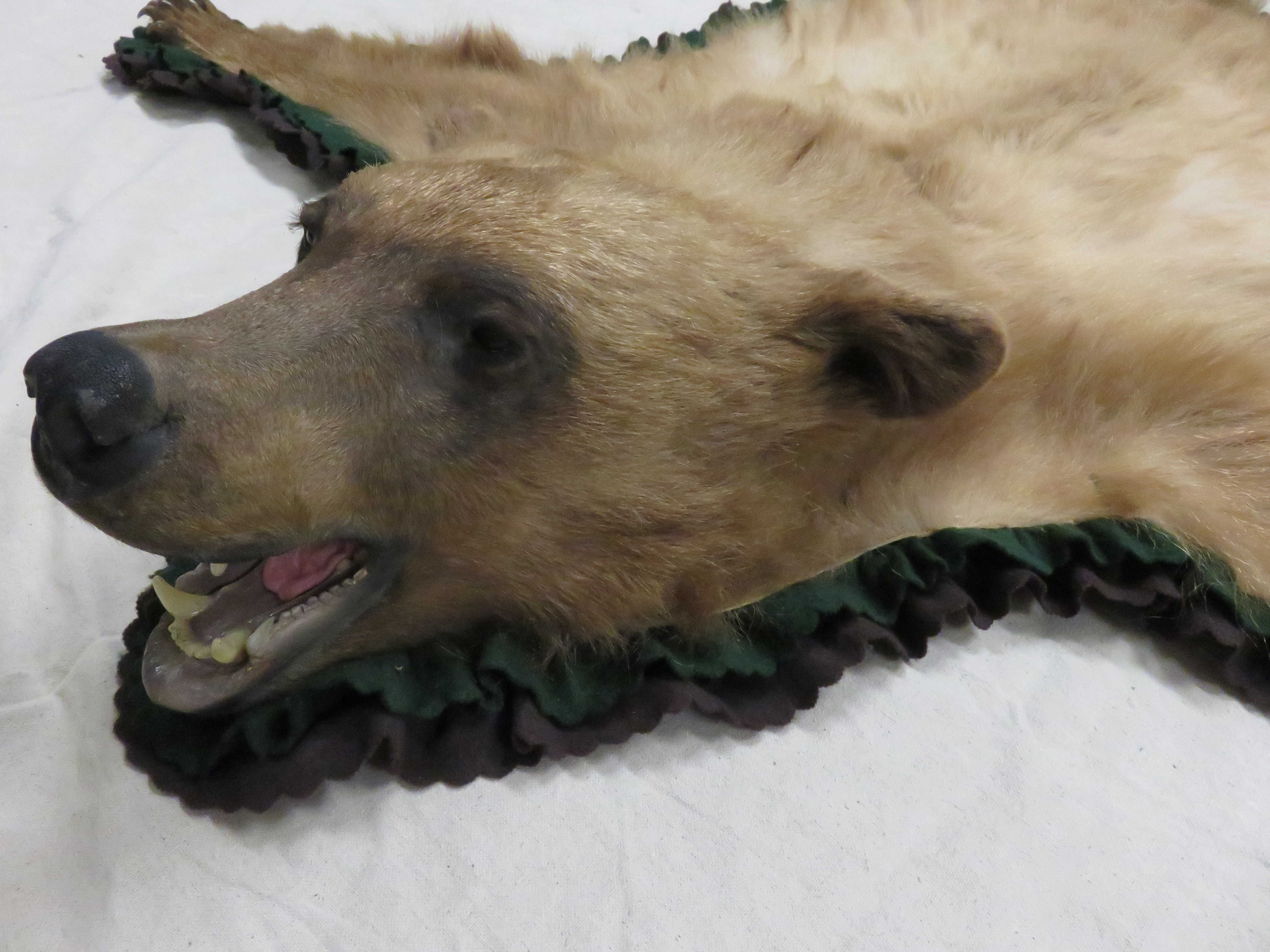 bear rugs taxidermy