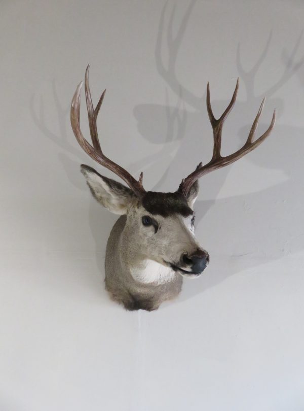 Mule Deer Buck Shoulder Mount DM-108 – Mounts For Sale