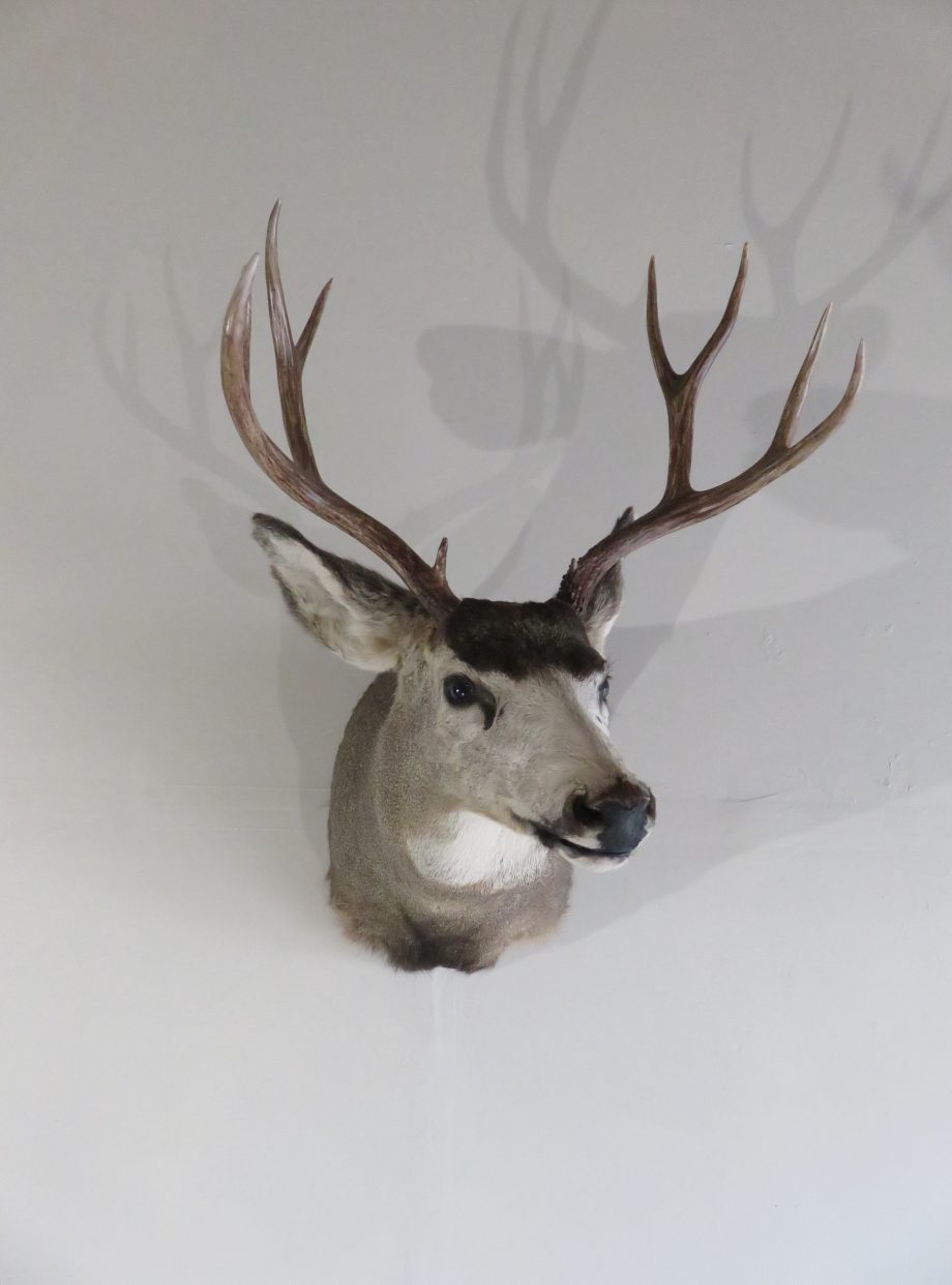 Mule Deer Buck Shoulder Mount Dm-108 – Mounts For Sale