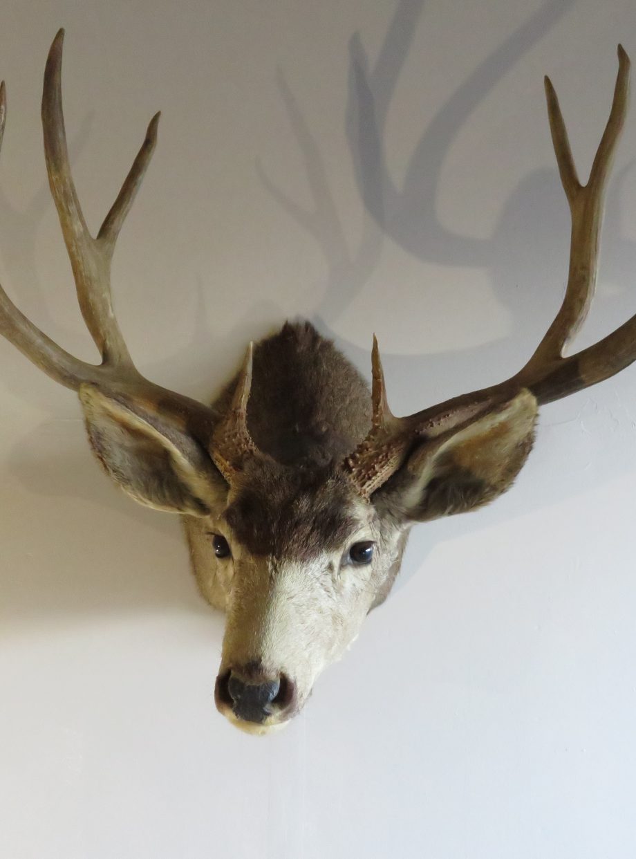 Mule Deer Taxidermy Shoulder Mount for sale. M-114 – Mounts For Sale