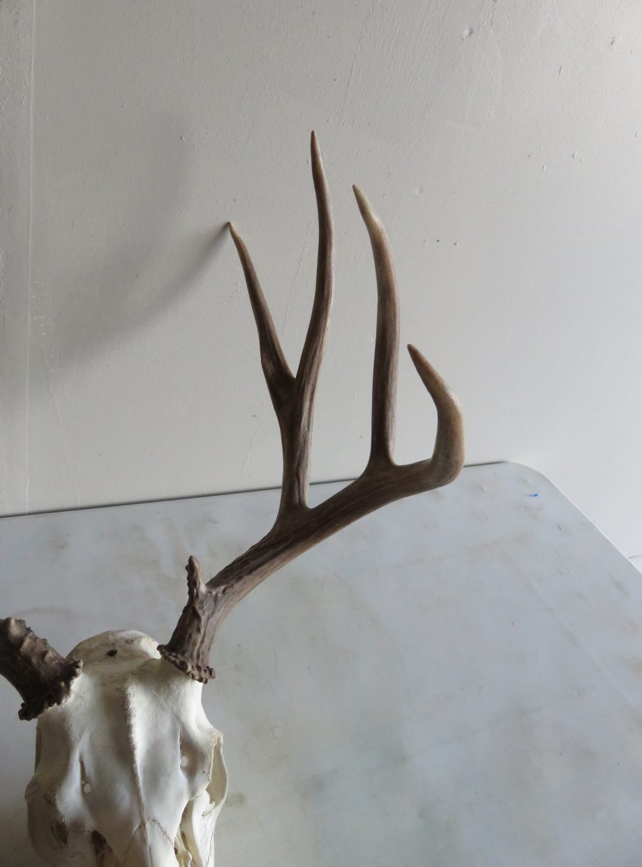 Mule Deer European Mount M-107 – Mounts For Sale