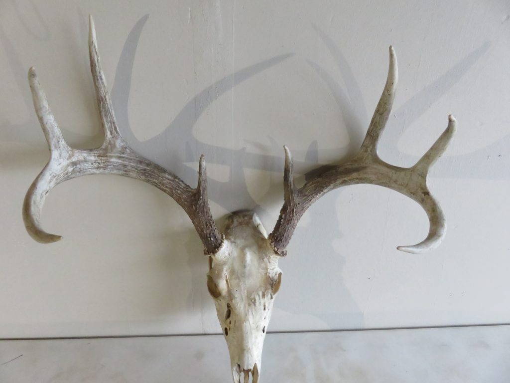 Whitetail Buck European Mount W-104E – Mounts For Sale