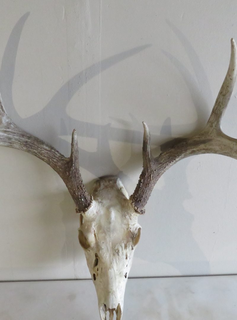 Whitetail Buck European Mount W-104E – Mounts For Sale