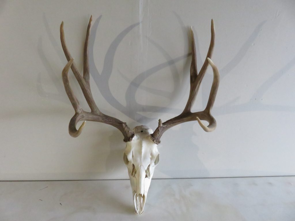 Mule Deer European Mount M-107 – Mounts For Sale