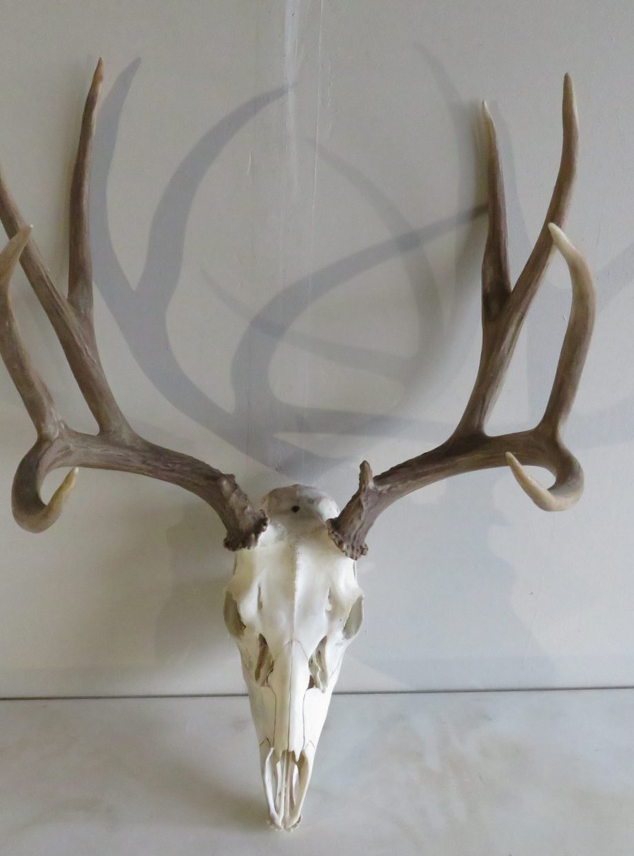 Mule Deer Mount Forms | My XXX Hot Girl