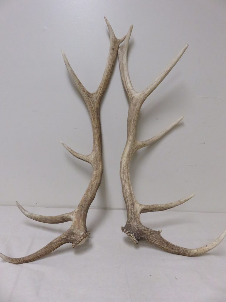 Elk Antler Sheds E-110A – Mounts For Sale