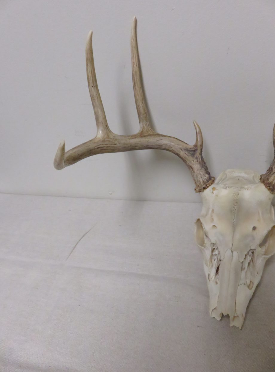 Whitetail European Mount W-122E – Mounts For Sale