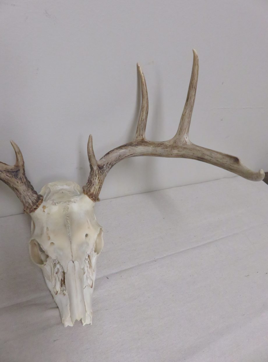 Whitetail European Mount W-122E – Mounts For Sale