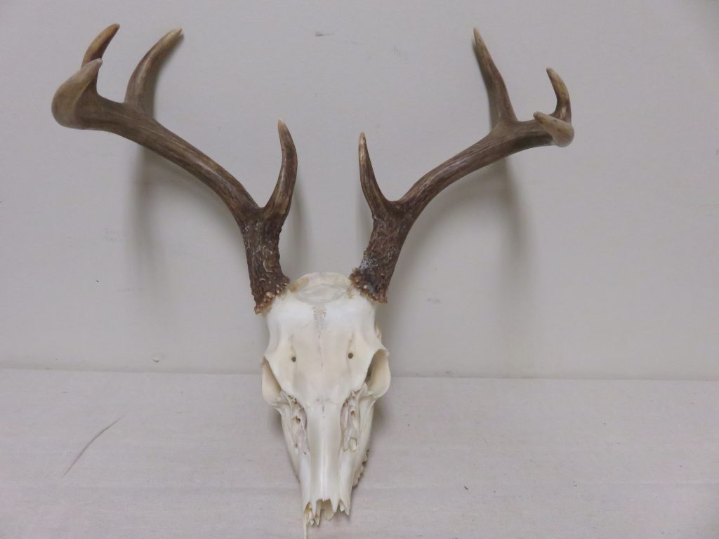 Whitetail Buck European Mount W-123E – Mounts For Sale