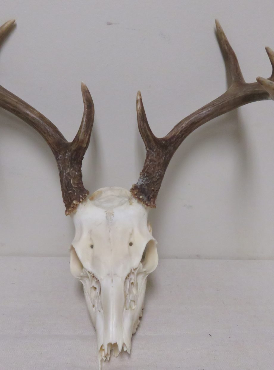 Whitetail Buck European Mount W-123E – Mounts For Sale