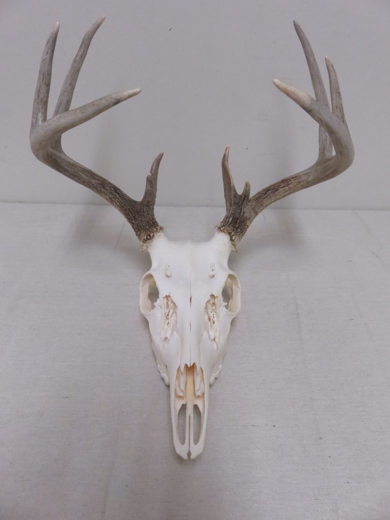 Whitetail European Mount W-124E – Mounts For Sale