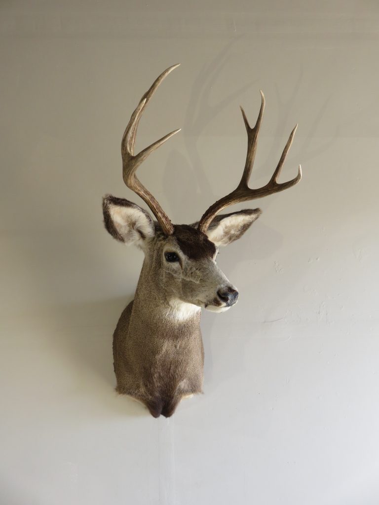 Mule Deer Shoulder Mount M-117 – Mounts For Sale