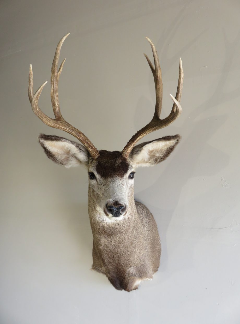 Mule Deer Shoulder Mount M-117 – Mounts For Sale