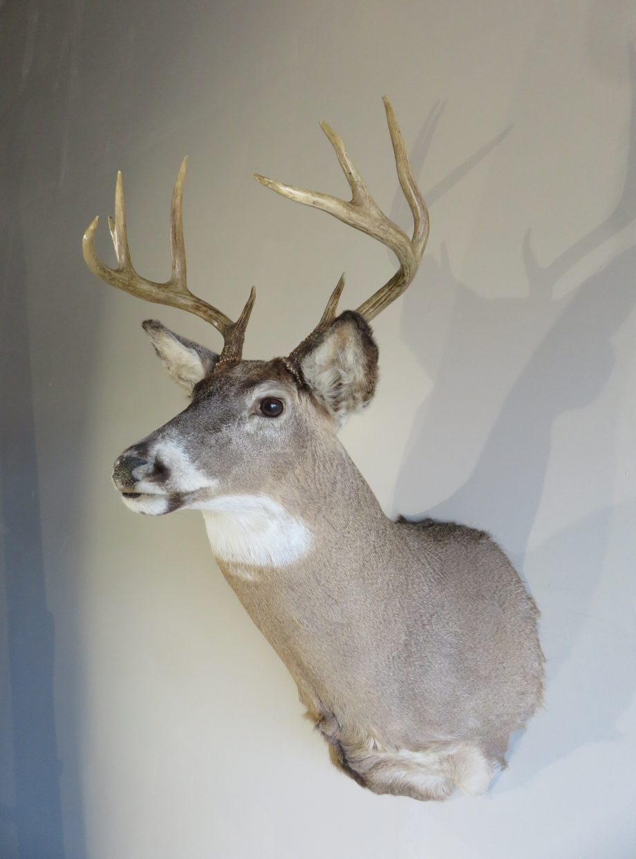 Whitetail Deer Shoulder Mount W-128M – Mounts For Sale