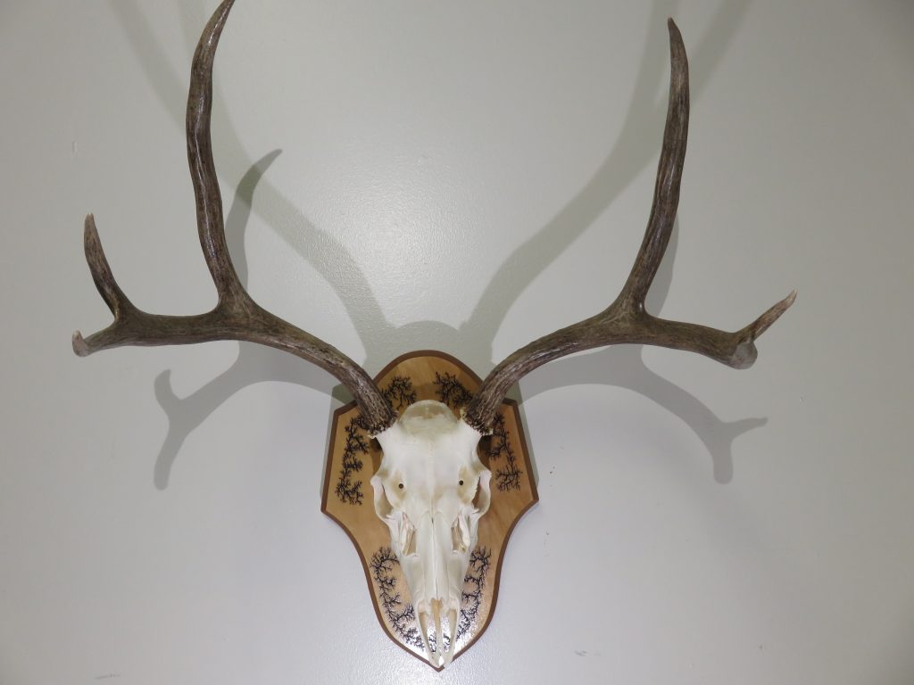 Mule Deer European Mount M-127E – Mounts For Sale