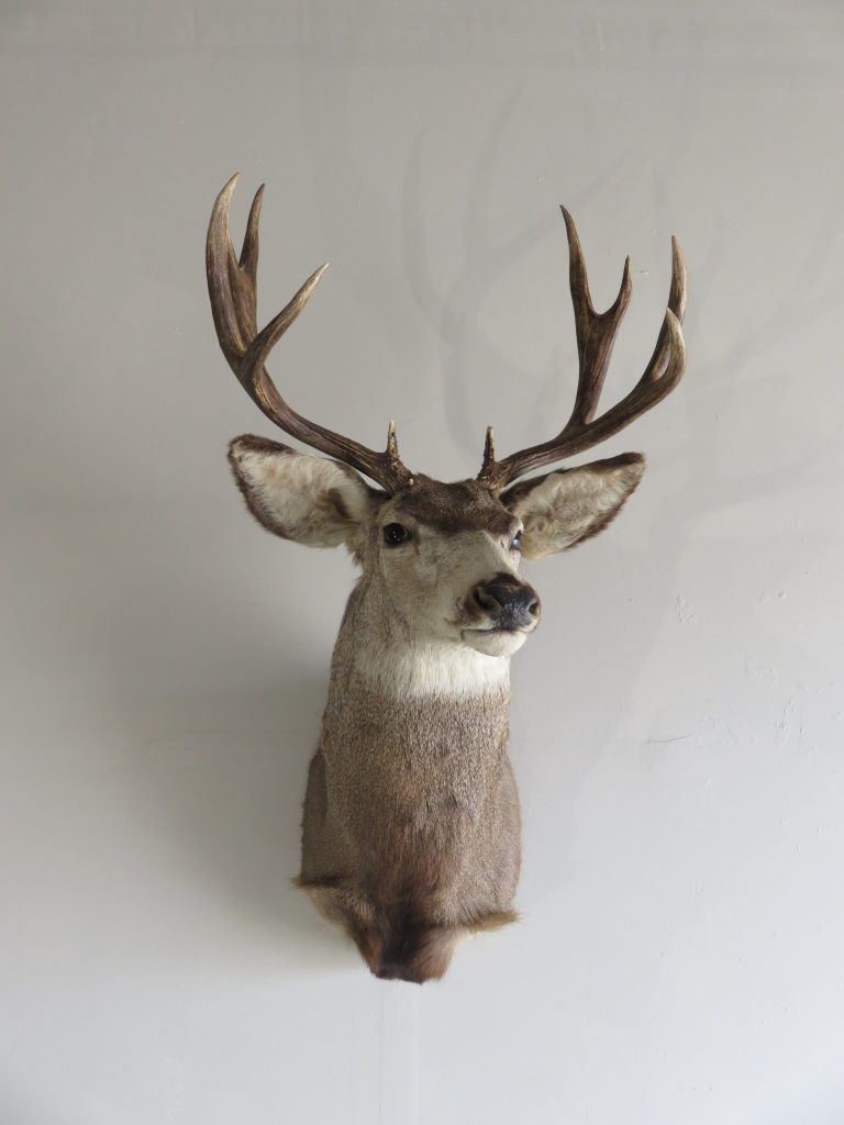 Mule Deer Shoulder Mount M-128S – Mounts For Sale