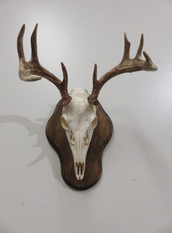 Black Bear Skull BB-105 – Mounts For Sale