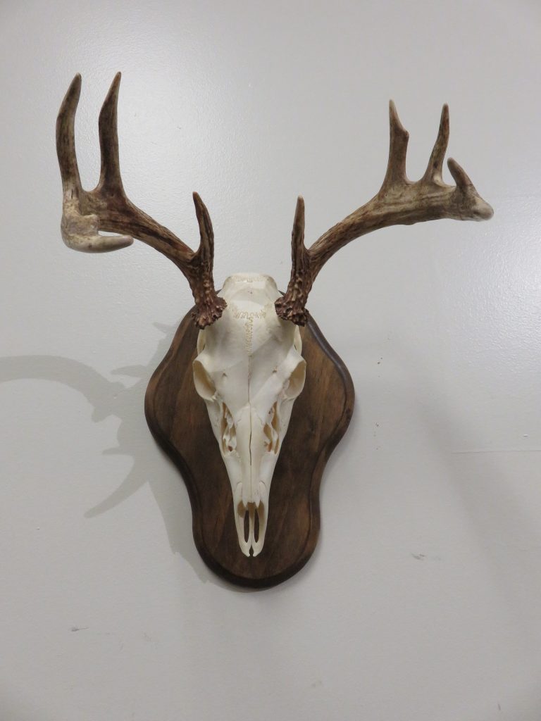 Whitetail Deer European Mount W-129E – Mounts For Sale