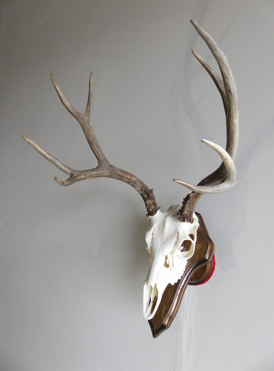 Mule Deer European Mount On Plaque M 133E Mounts For Sale   IMG 1369 920x1242 