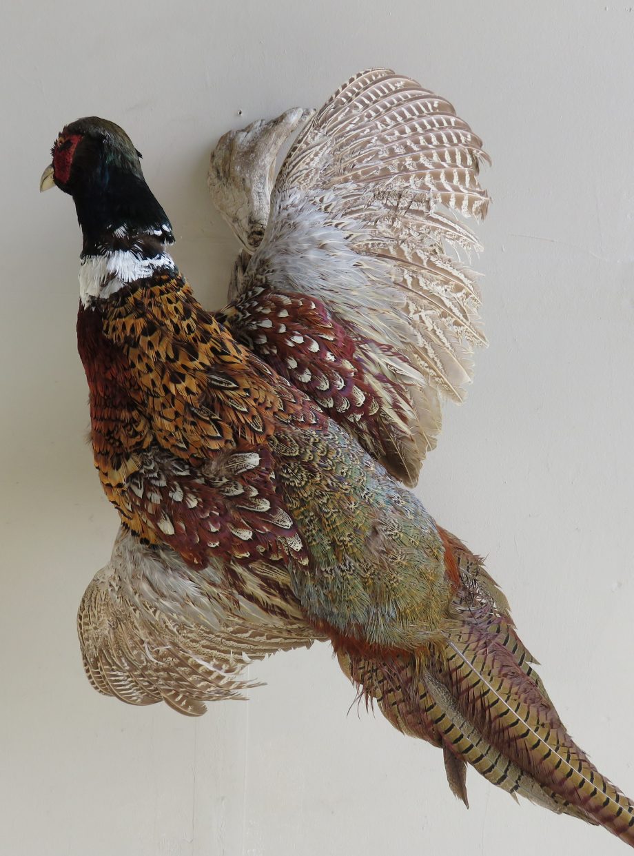 Pheasant Life Size Taxidermy Mount T-105P – Mounts For Sale