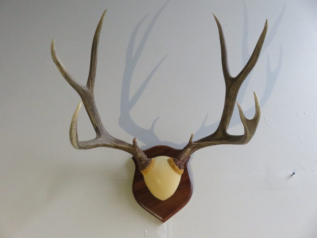 Mule Deer Rack on Wood Plaque M-131R – Mounts For Sale