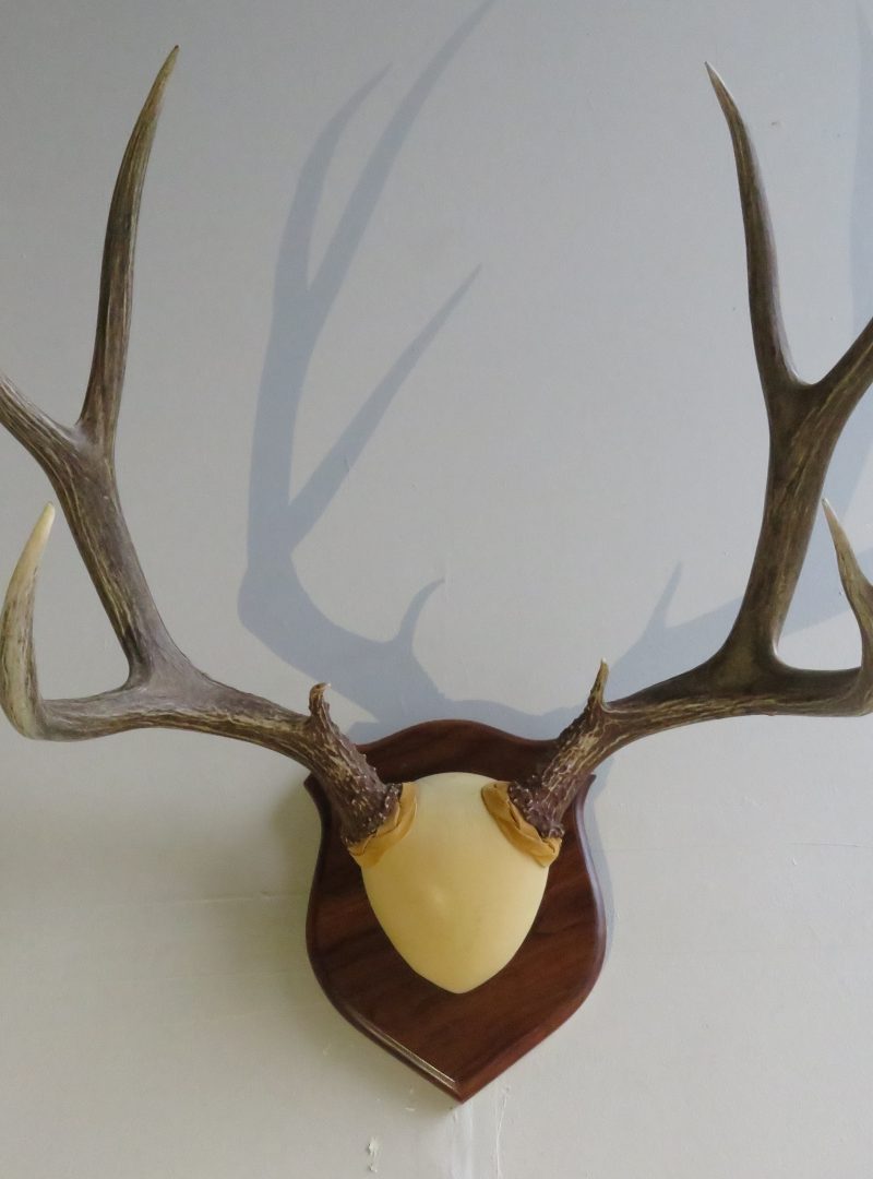 Mule Deer Rack on Wood Plaque M-131R – Mounts For Sale