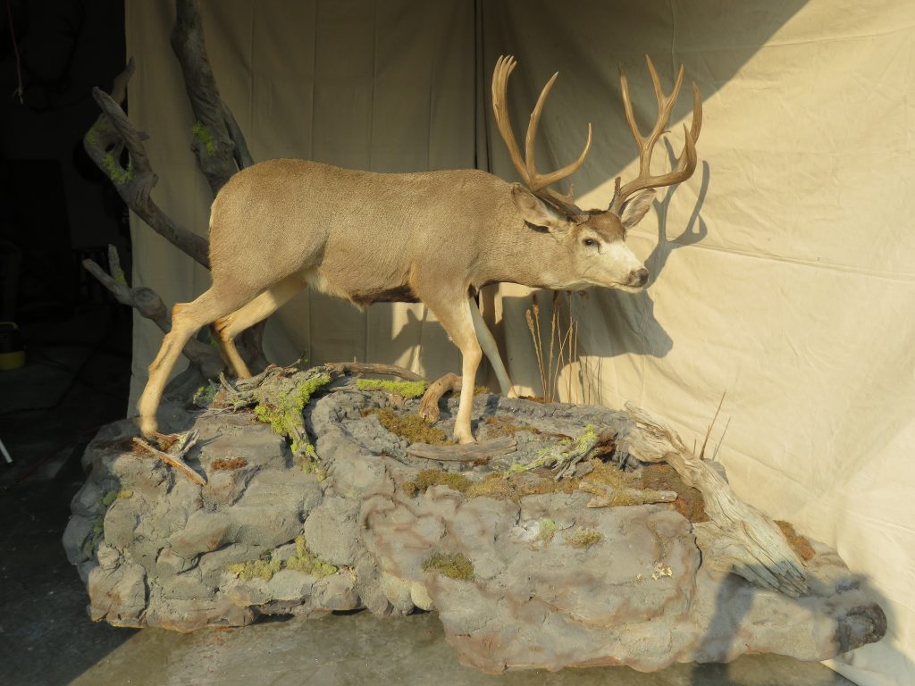 Trophy Mule Deer Life Size Mount in Stream Bed M134LS Mounts For Sale