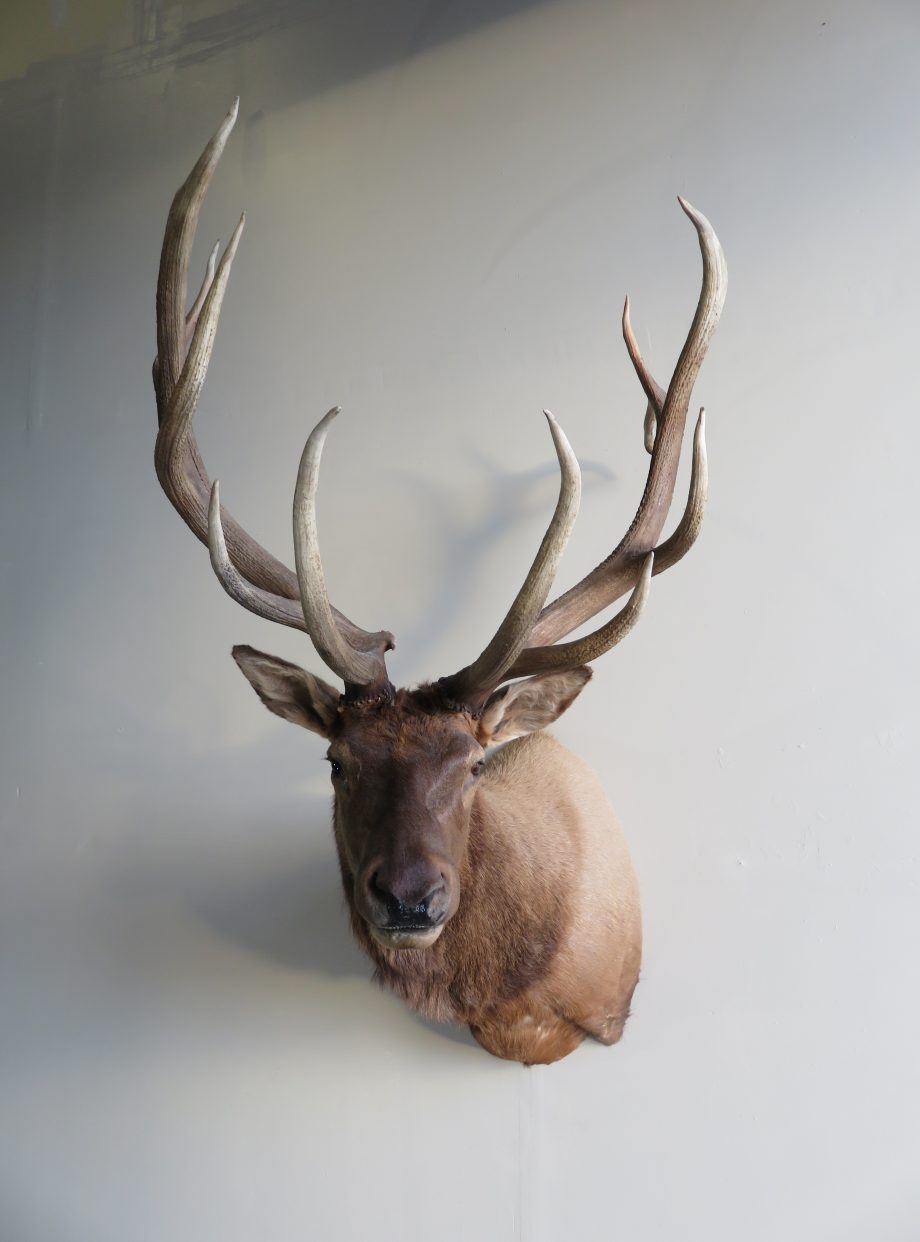 Rocky Mountain Elk Mount E-113M (330 Class) – Mounts For Sale