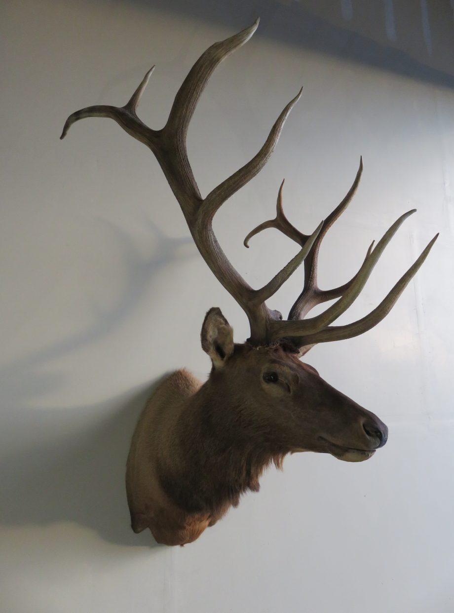 Rocky Mountain Elk Mount E-113M (330 Class) – Mounts For Sale