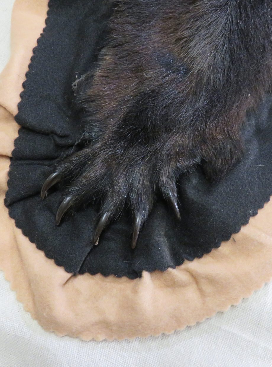 Alaskan Black Bear Taxidermy Rug for sale. B-117R – Mounts For Sale