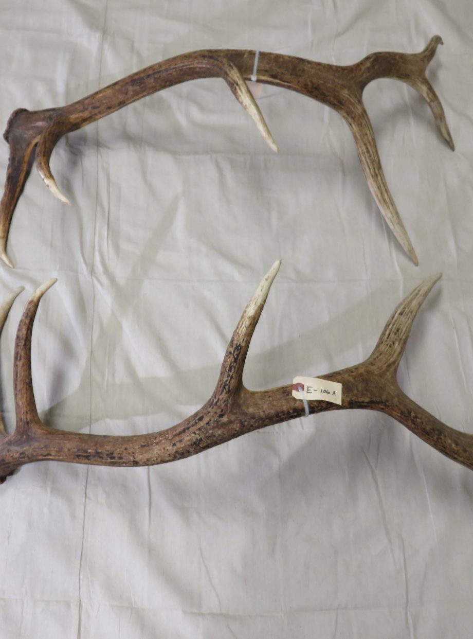 Elk Shed Antlers For Sale. E-106s – Mounts For Sale