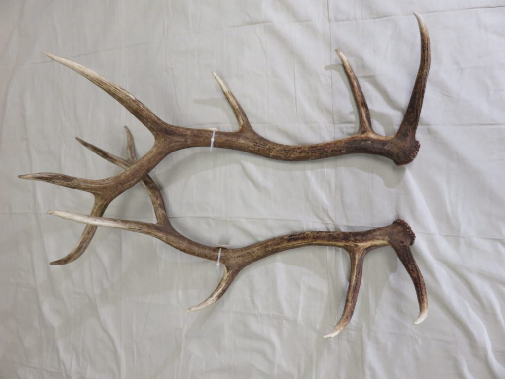 Elk Shed Antlers for sale. E-106S – Mounts For Sale