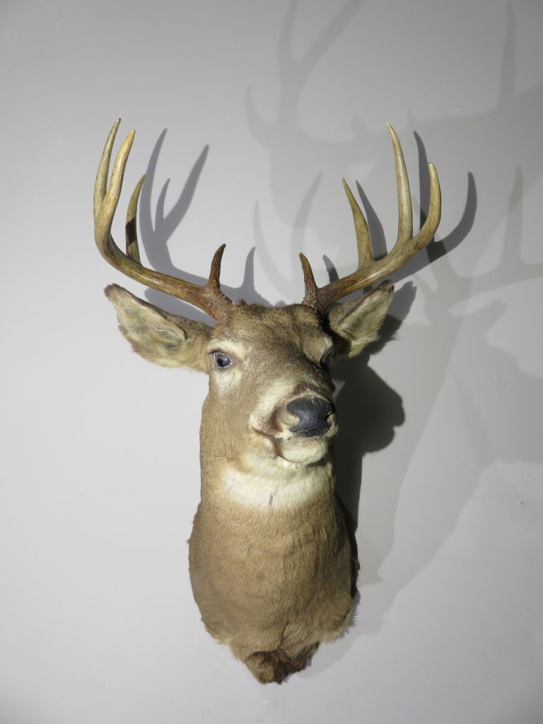 Whitetail Buck shoulder mount for sale. W-137S – Mounts For Sale