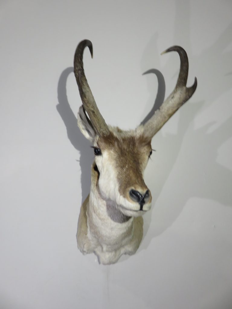 Pronghorn Antelope Buck- Mount for sale. A-124P – Mounts For Sale