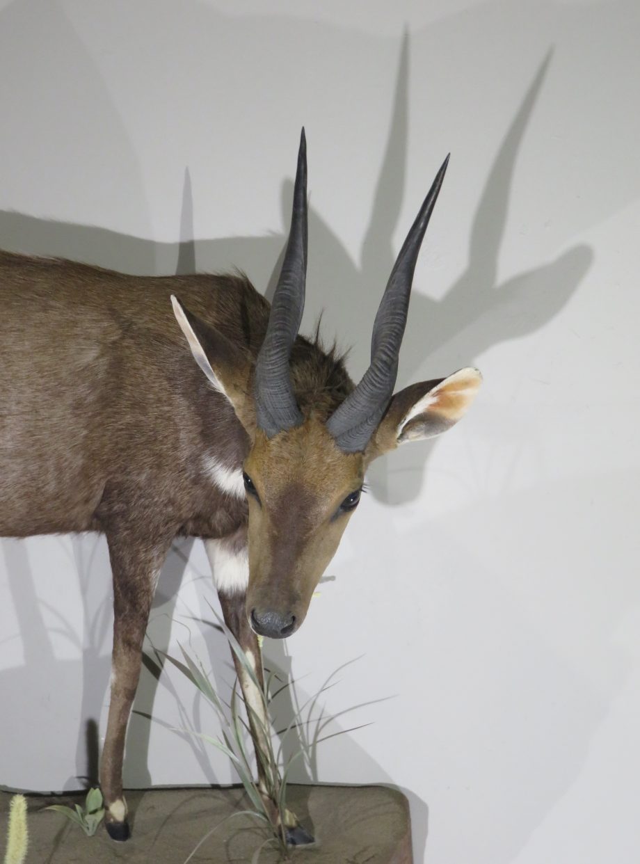 African Bushbuck Life Size Mount for sale. X-121BU – Mounts For Sale