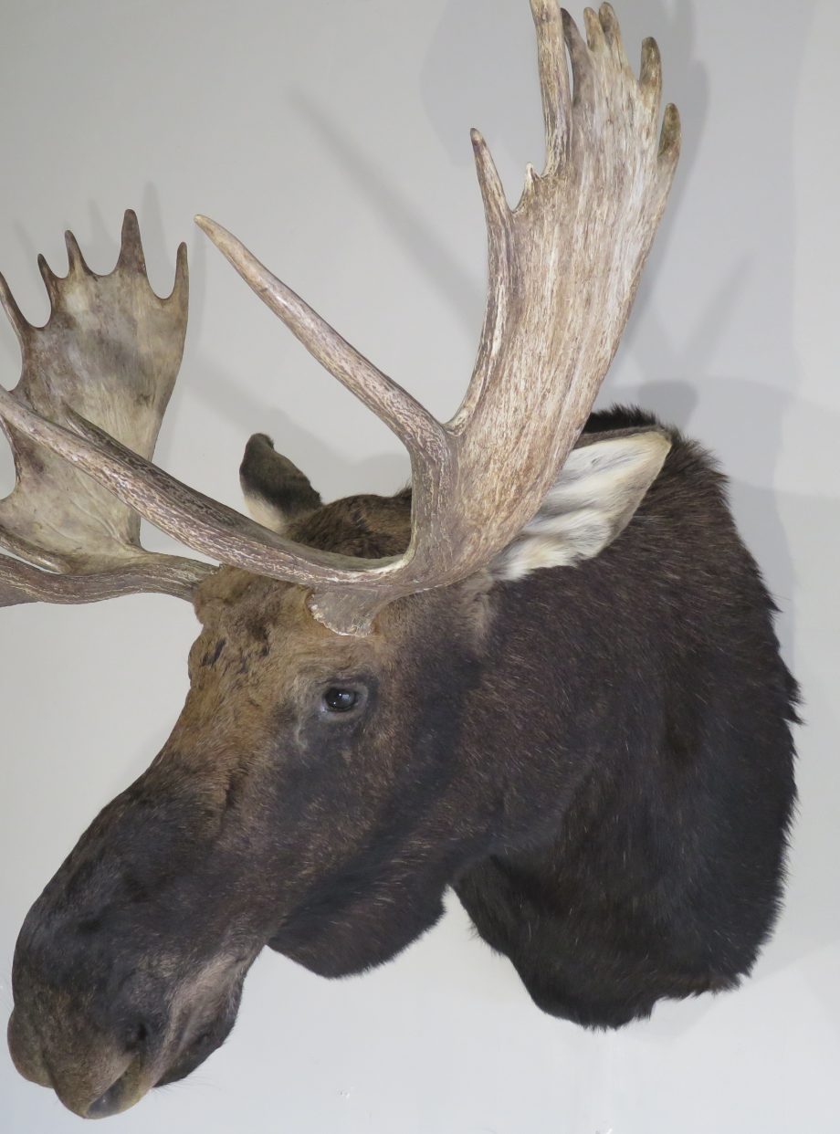 Shiras Bull Moose Taxidermy Mount For Sale. O-115m – Mounts For Sale