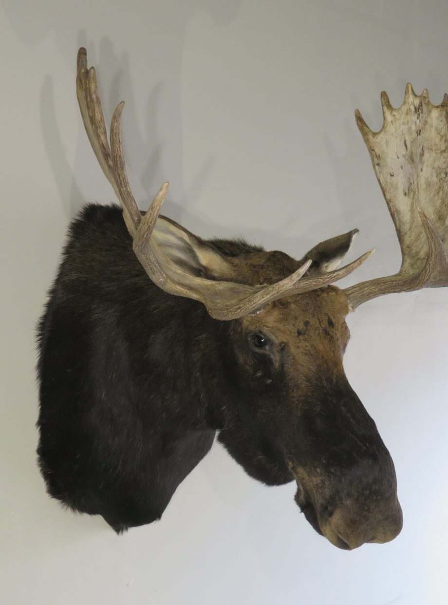 Shiras Bull Moose Taxidermy Mount for Sale. O-115M – Mounts For Sale