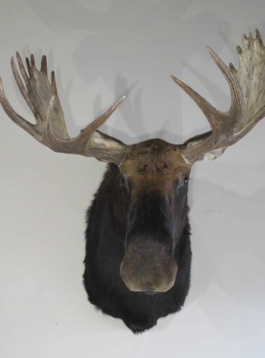 Shiras Bull Moose Taxidermy Mount for Sale. O-115M – Mounts For Sale