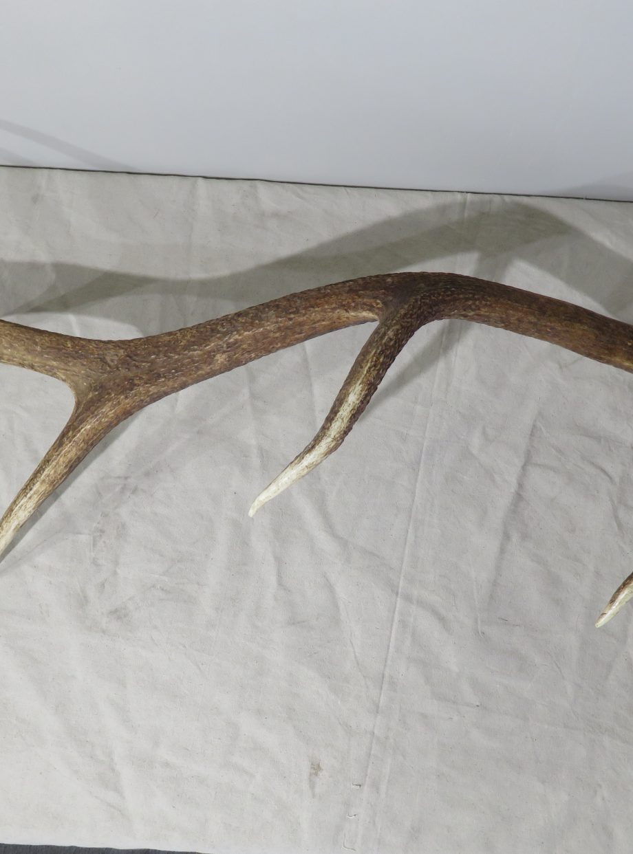 Rocky Mountain Elk Set Of Heavy Antlers For Sale. E-119a – Mounts For Sale